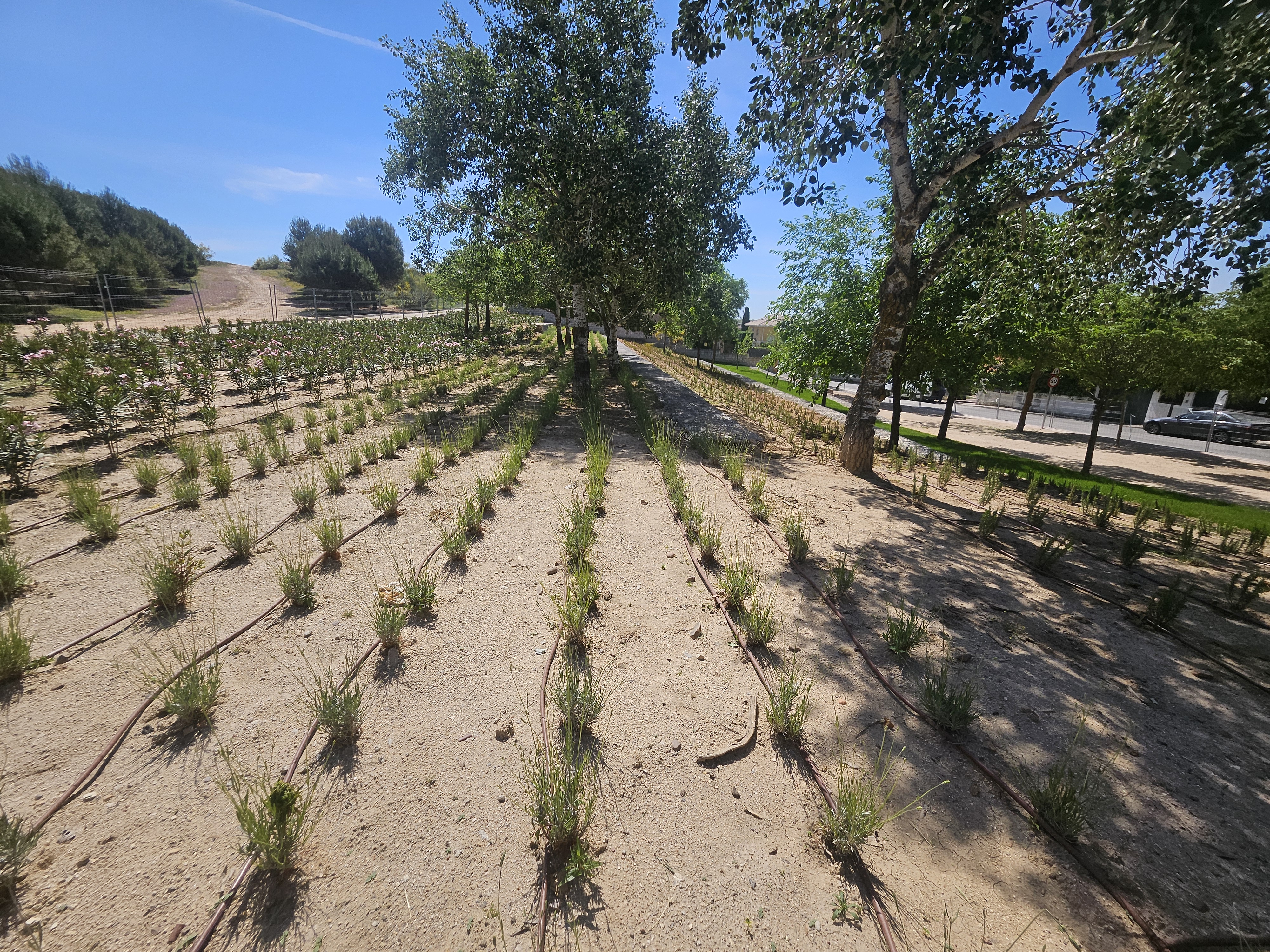 Finalizadas las obras de embellecimiento las zonas verdes de la calle Iris, Travesía de Alcalá-Torrelaguna y entorno del cementerio.