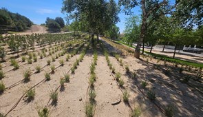 Finalizadas las obras de embellecimiento las zonas verdes de la calle Iris, Travesía de Alcalá-Torrelaguna y entorno del cementerio.