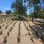 Finalizadas las obras de embellecimiento las zonas verdes de la calle Iris, Ctra. Alcalá-Torrelaguna y entorno del cementerio.